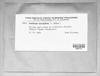 Lachnum brevipilum image